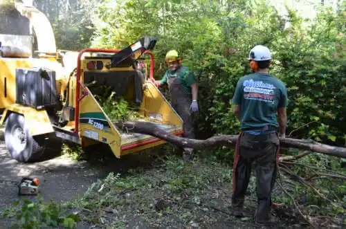 tree services Pike Creek